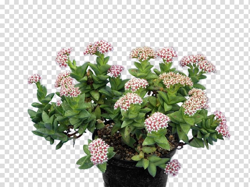 Succulent plant Crassula perforata Living stone Pigmyweeds, plant transparent background PNG clipart
