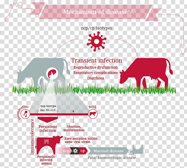 Cattle Bovine viral diarrhea Virus Disease, diarrhea transparent background PNG clipart