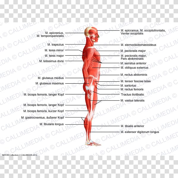 Trapezius Human body Muscle Anatomy Muscular system, biceps transparent background PNG clipart