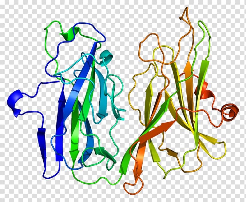 Peptidylglycine alpha-amidating monooxygenase Peptidylglycine monooxygenase Enzyme Protein, others transparent background PNG clipart