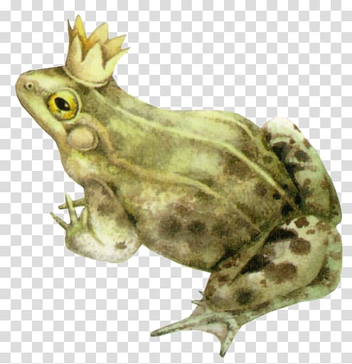American bullfrog Amphibians The Frog Prince Toad, green frog transparent background PNG clipart