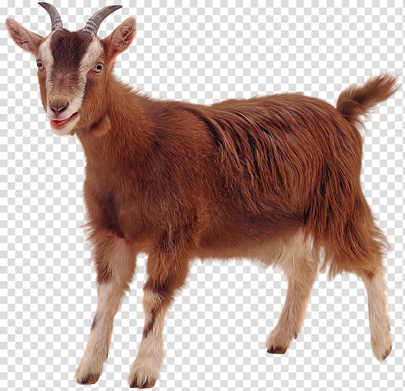 Brown goat illustration, Golden Guernsey Sheep , goat transparent ...