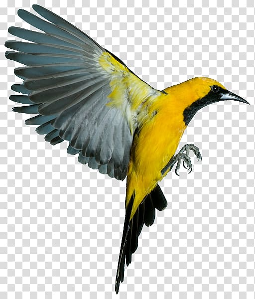 Bird flight Bird flight Hooded oriole Tufted titmouse, birds transparent background PNG clipart