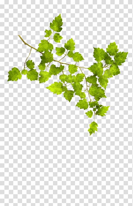 Grape Twig Leaf vegetable Plant stem, hawthorn transparent background PNG clipart