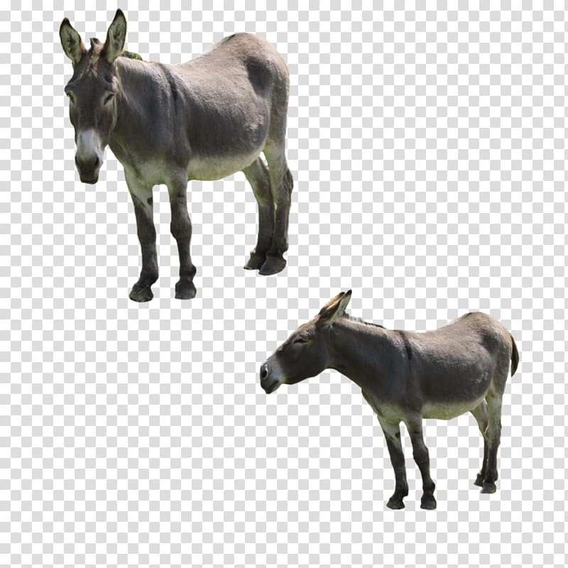 Mule Horse Mare Pack animal, donkey transparent background PNG clipart
