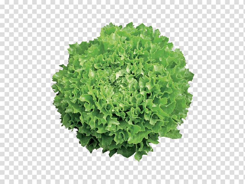 Romaine lettuce Siu yeh Collard greens close2real, kale transparent background PNG clipart