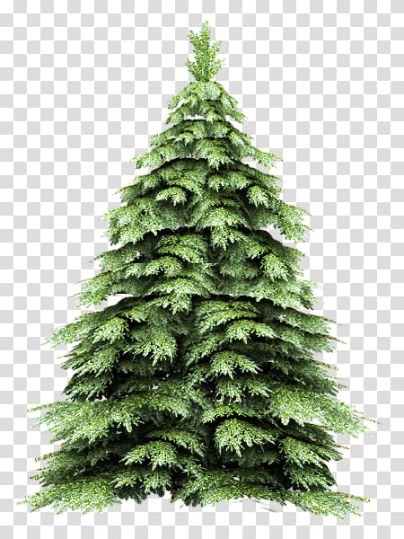 New Year tree Spruce Encapsulated PostScript, Firtree transparent background PNG clipart