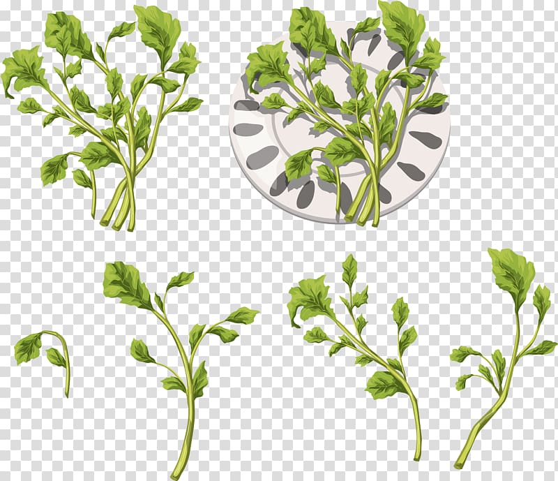 Herb Leaf vegetable DepositFiles IFolder , vegetables alphabet transparent background PNG clipart