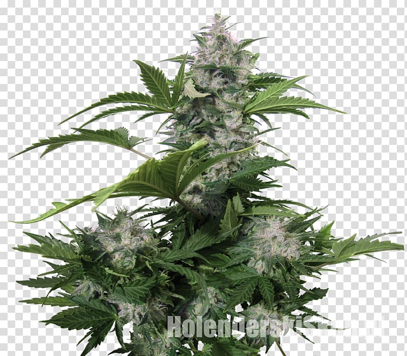 Autoflowering cannabis Seed bank Seedsman Seeds, cannabis transparent background PNG clipart
