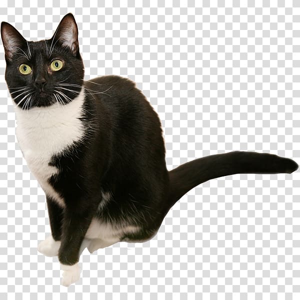 Birman British Shorthair Bicolor cat Tuxedo , kitten transparent background PNG clipart