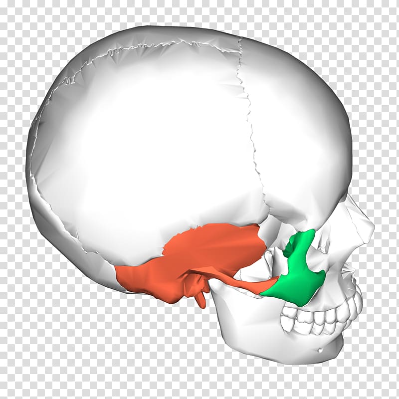 Health Bone Clavicle Medicine Newspaper, health transparent background PNG clipart