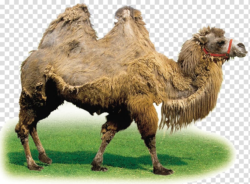 Camel Google , Diaopi old camel transparent background PNG clipart