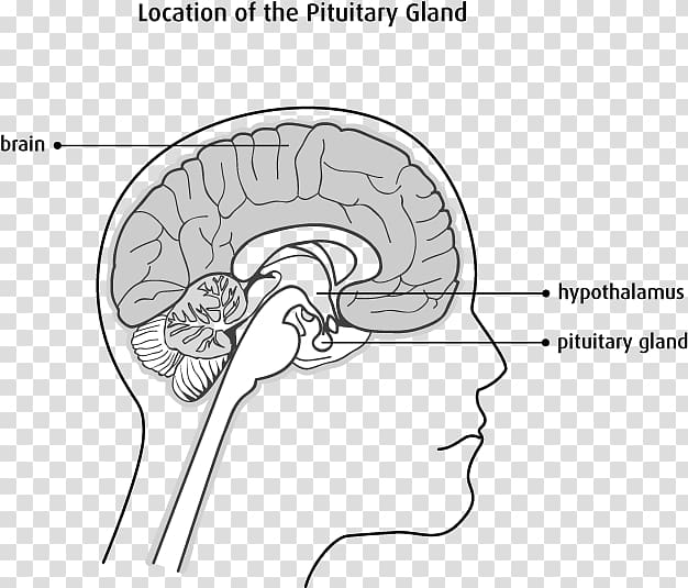 The Female Brain Cerebellum Nervous system Brainstem, Brain transparent background PNG clipart