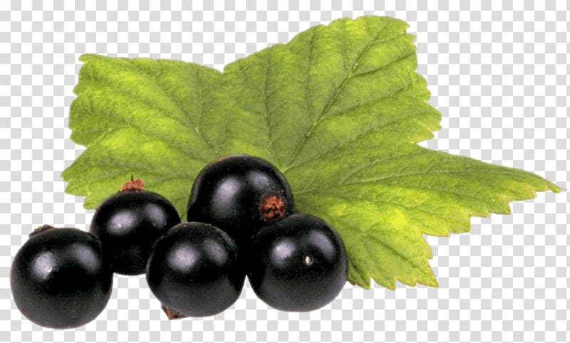 Zante currant Blackcurrant Fruit, Blackcurrant Seed Oil transparent background PNG clipart