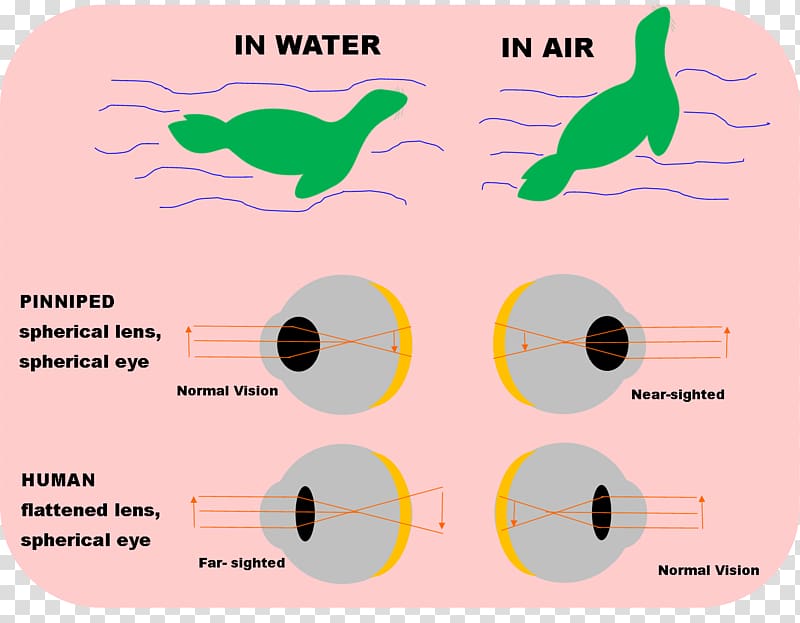 Earless seal Eye Weddell seal Visual perception Harp seal, Eye transparent background PNG clipart