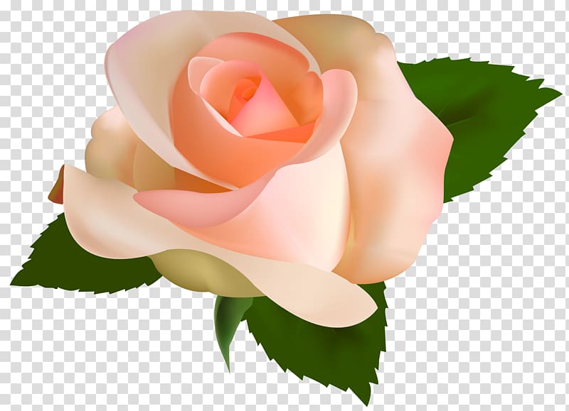 Rose Peach Flower , yellow rose transparent background PNG clipart