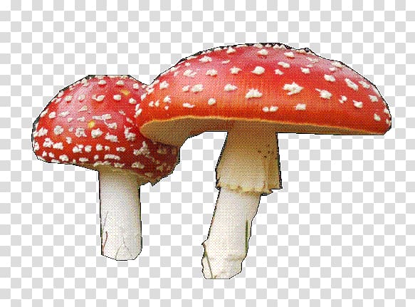 Fungus Amanita muscaria Panaeolus cyanescens Mushroom Basidiomycetes, mushroom transparent background PNG clipart