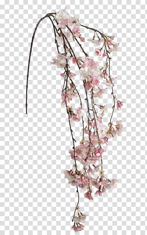 Cherry blossom Flower Tokyo Ghoul Brazil Floral design, cherry blossom transparent background PNG clipart