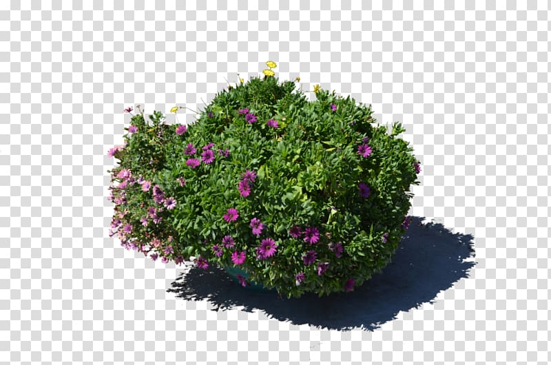 Flowerpot Plant , flower pot transparent background PNG clipart