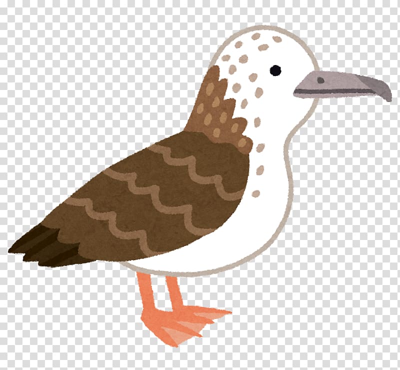 Streaked shearwater Duck Seabird, duck transparent background PNG clipart