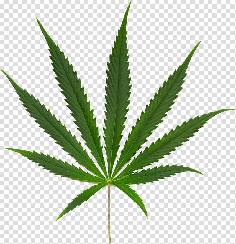 marijuana leaf illustration, Marijuana Cannabis ruderalis Cannabis sativa subsp. indica Cannabis smoking, Cannabis transparent background PNG clipart