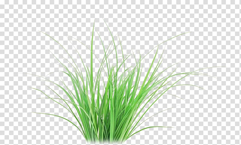 green grass , Vetiver Cymbopogon martinii Plant V. rex , Sandalwood transparent background PNG clipart