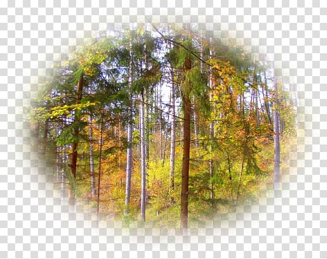 Tree Nature, foret transparent background PNG clipart