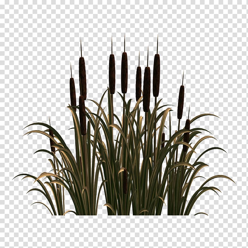 Scirpus Common reed Flower , flower transparent background PNG clipart