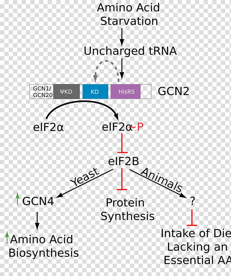 Gcn2 eIF2B Phosphorylation Amino acid, function transparent background PNG clipart