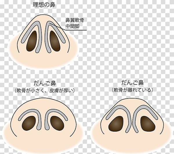 Nose Nasalis muscle Nostril Dango Face, nose transparent background PNG clipart