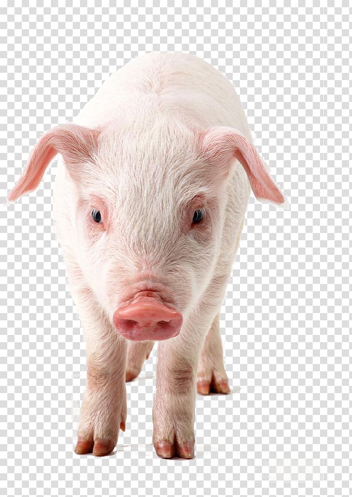 Domestic pig , Coming towards pigs transparent background PNG clipart