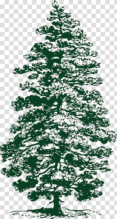 Ponderosa pine Evergreen Fir , nadelbaum transparent background PNG clipart