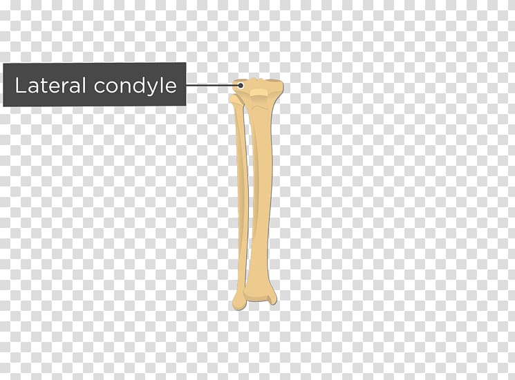 Lateral condyle of tibia Fibula Medial condyle of tibia Anatomy, Lateral Condyle Of Tibia transparent background PNG clipart