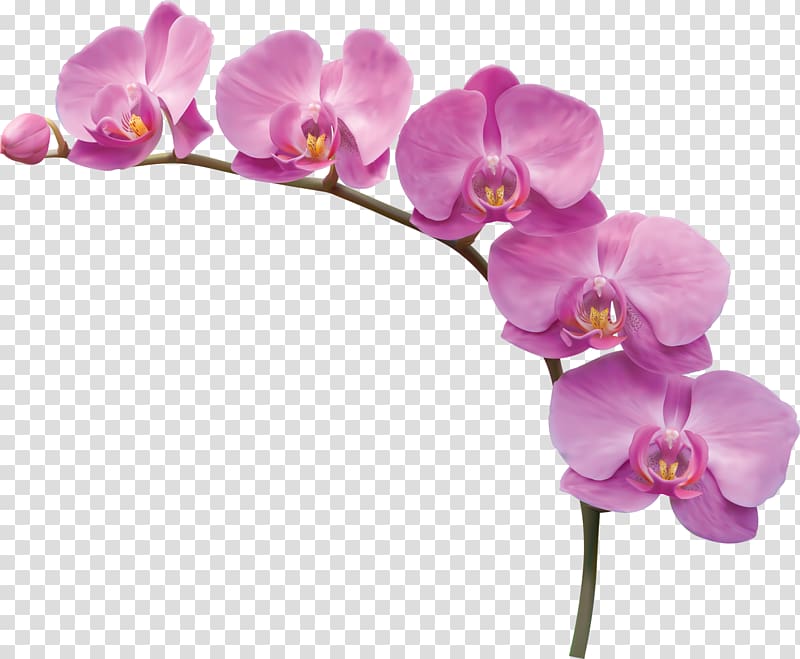 purple flowers illustration, Flower, Orchid flowers transparent background PNG clipart