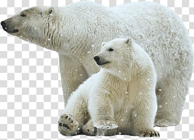 two polar bears , Polar Bear Mother and Son transparent background PNG clipart