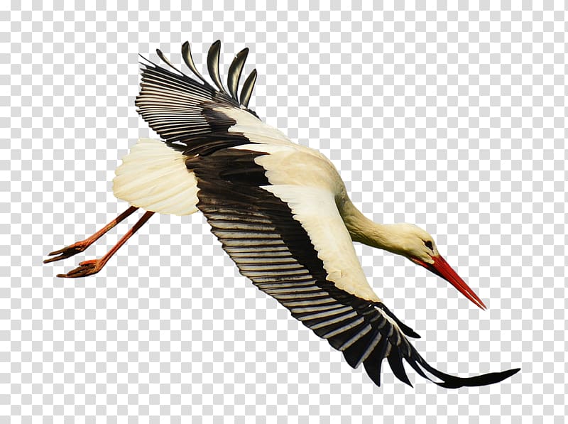 White stork Bird Flight, stork transparent background PNG clipart
