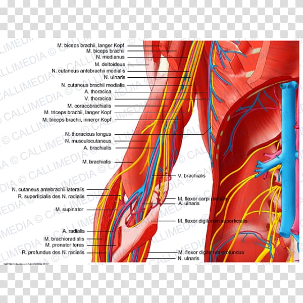 Elbow Ulnar nerve Arm Human body, arm transparent background PNG clipart