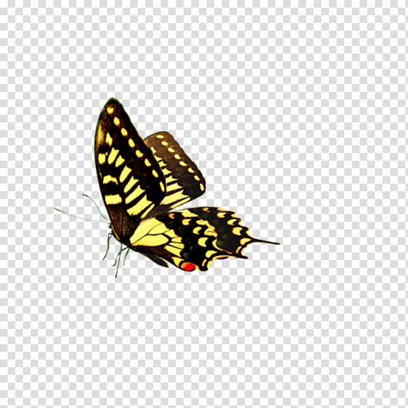 Fly Butterfly Car, butterfly transparent background PNG clipart