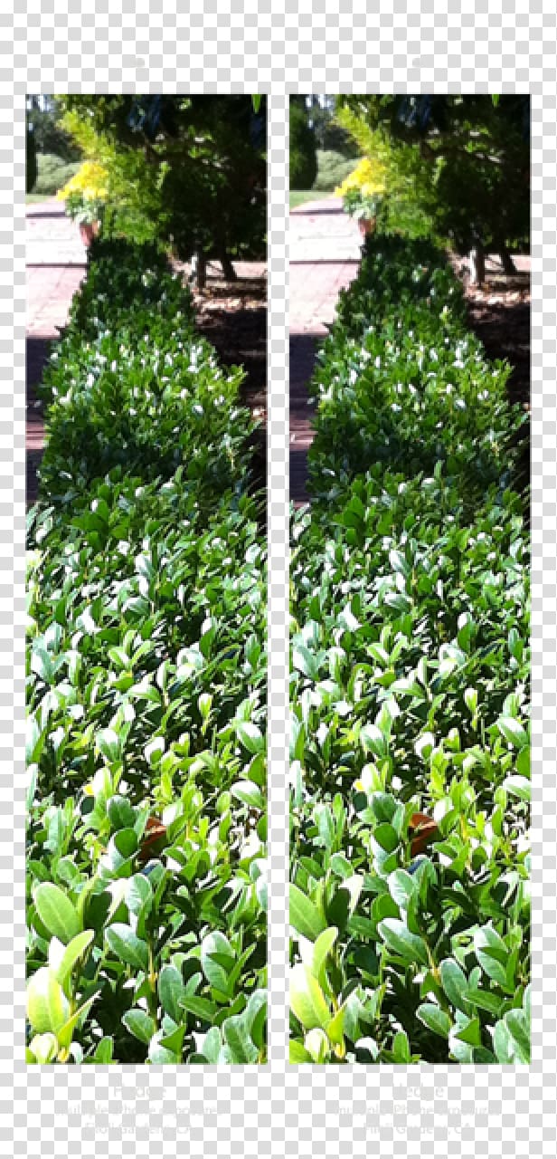 Leaf Garden Groundcover Evergreen Shrub, Leaf transparent background PNG clipart