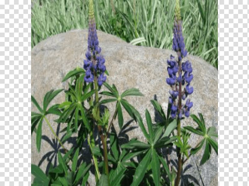 English lavender Bluebonnet French lavender Tarwi Wild lupine, lupine transparent background PNG clipart