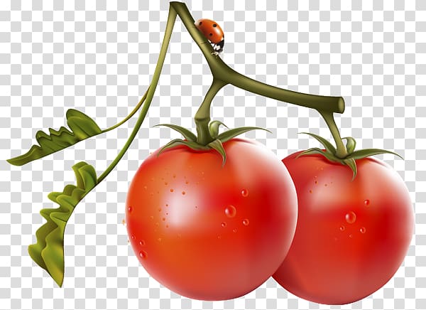 `Вне «игры» Nightshade Cherry tomato Food Vegetable, others transparent background PNG clipart