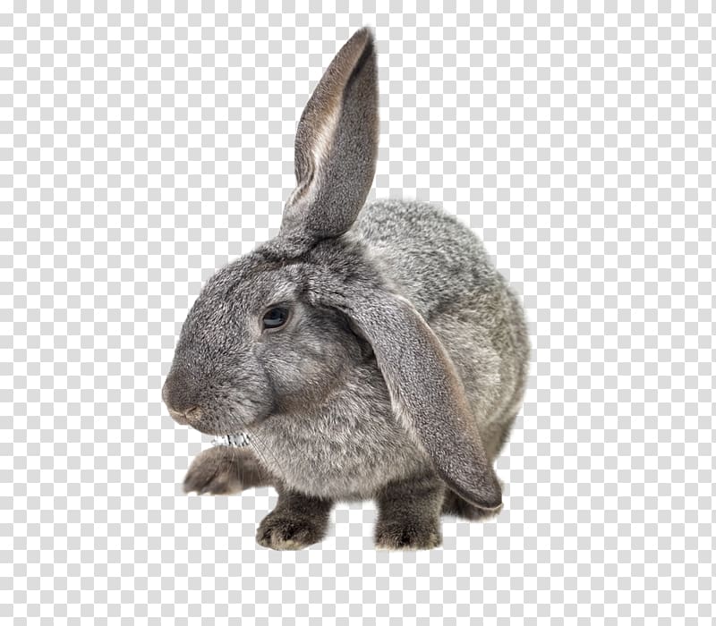 Hare Domestic rabbit European rabbit Pet, hare transparent background PNG clipart