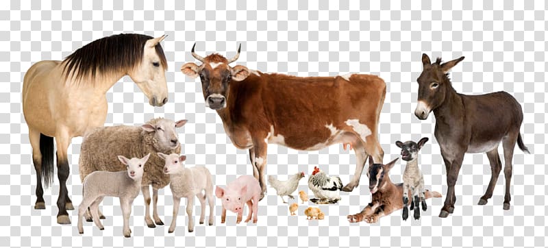 Cattle Sheep Horse Farm Live, sheep transparent background PNG clipart