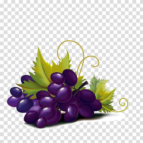 Violet Grape Color Illustration, Purple grape transparent background PNG clipart