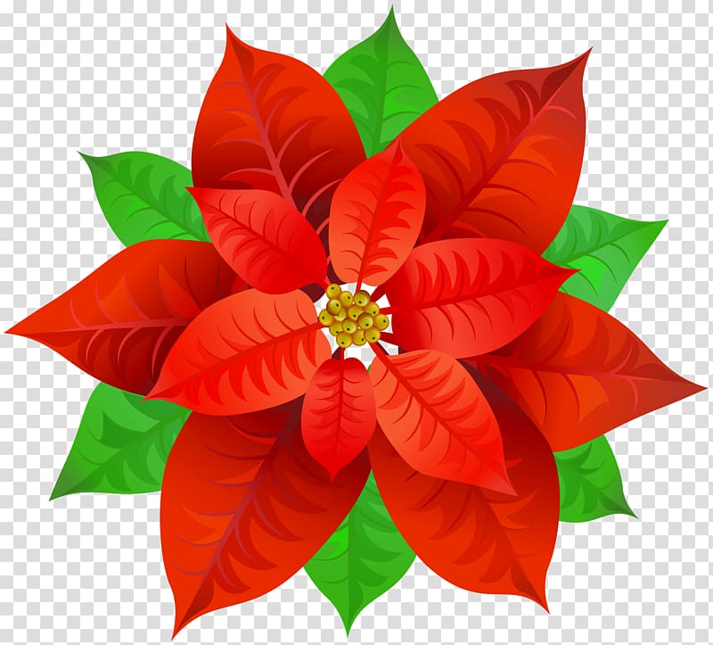 red and green leaves, Poinsettia Bowl , Poinsettia transparent background PNG clipart