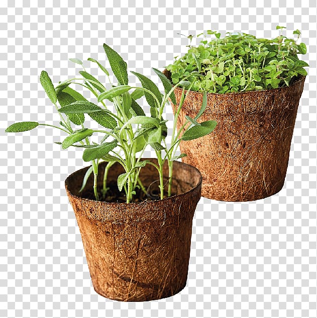 Herb Tarragon Common sage Oregano Parsley, thailand landscape transparent background PNG clipart