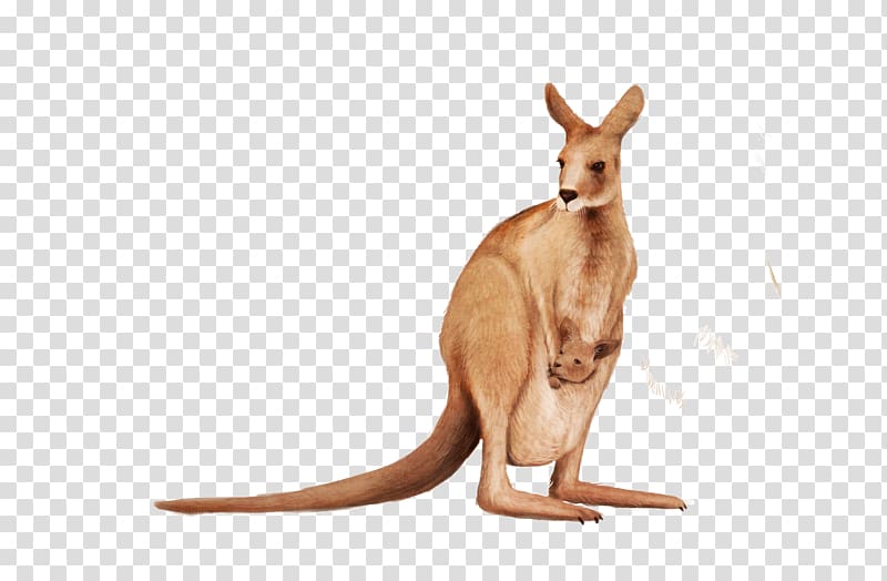 Kangaroo Wallaby Animal, Cute kangaroo transparent background PNG clipart