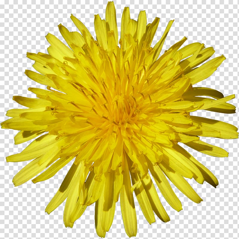 Common Dandelion Flower 2017 Nissan LEAF, Dandelion transparent background PNG clipart