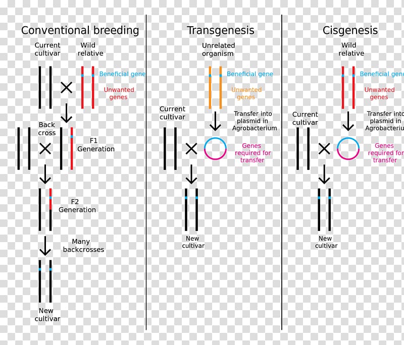 Cisgenesis Genetic engineering Genetically modified crops Transgenesis, science transparent background PNG clipart