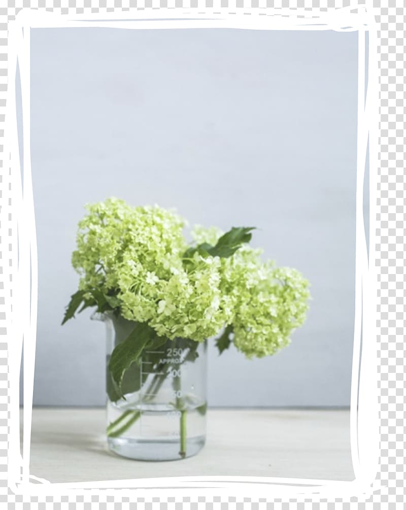 Guelder-rose Cut flowers Hydrangea Embryophyta, viburnum transparent background PNG clipart